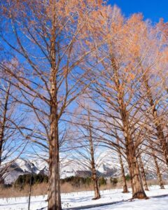 マキノ高原・メタセコイア並木、雪景色、1月冬、滋賀県高島市の観光・撮影スポットの名所