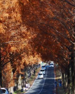 マキノ高原・メタセコイア並木、紅葉　秋11月、滋賀県高島市の観光・撮影スポットの名所
