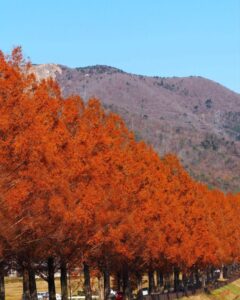 マキノ高原・メタセコイア並木、紅葉　秋11月、滋賀県高島市の観光・撮影スポットの名所
