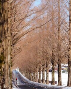 マキノ高原・メタセコイア並木、雪景色、1月冬、滋賀県高島市の観光・撮影スポットの名所