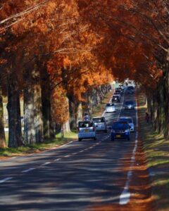 マキノ高原・メタセコイア並木、紅葉　秋11月、滋賀県高島市の観光・撮影スポットの名所