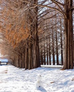 マキノ高原・メタセコイア並木、雪景色、1月冬、滋賀県高島市の観光・撮影スポットの名所
