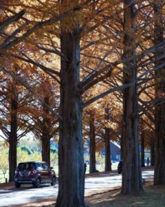 マキノ高原・メタセコイア並木、紅葉　秋11月、滋賀県高島市の観光・撮影スポットの名所