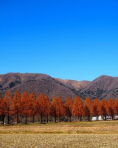 マキノ高原・メタセコイア並木、紅葉　秋11月、滋賀県高島市の観光・撮影スポットの名所