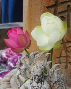 三室戸寺、ハス、6月夏の花、京都府宇治市の観光・撮影スポットの名所