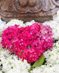 三室戸寺、あじさい、6月夏の花、京都府宇治市の観光・撮影スポットの名所
