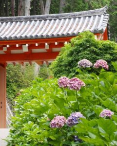 三室戸寺、あじさい、6月夏の花、京都府宇治市の観光・撮影スポットの名所