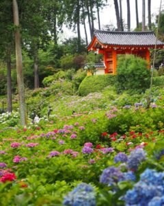 三室戸寺、あじさい、6月夏の花、京都府宇治市の観光・撮影スポットの名所