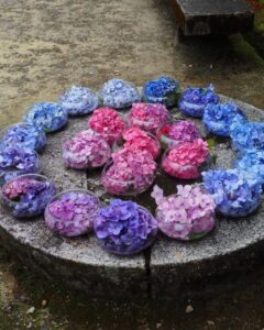 三室戸寺、あじさい、6月夏の花、京都府宇治市の観光・撮影スポットの名所