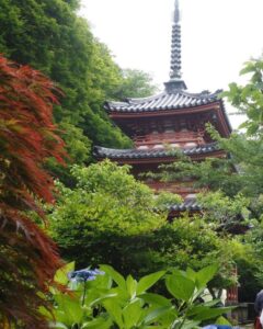 三室戸寺、あじさい、6月夏の花、京都府宇治市の観光・撮影スポットの名所