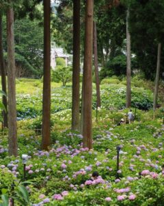 三室戸寺、あじさい、6月夏の花、京都府宇治市の観光・撮影スポットの名所