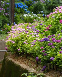 三室戸寺、あじさい、6月夏の花、京都府宇治市の観光・撮影スポットの名所