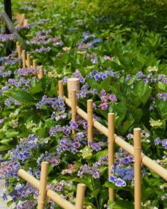 三室戸寺、あじさい、6月夏の花、京都府宇治市の観光・撮影スポットの名所