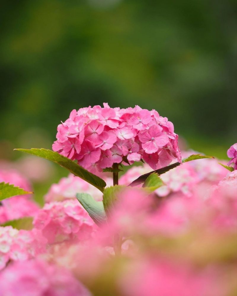 三室戸寺、あじさい、6月夏の花、京都府宇治市の観光・撮影スポットの名所