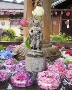 三室戸寺、あじさい、6月夏の花、京都府宇治市の観光・撮影スポットの名所
