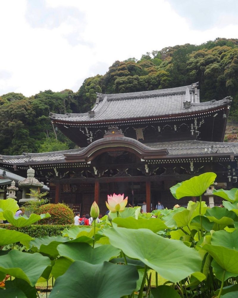 三室戸寺、ハス、6月夏の花、京都府宇治市の観光・撮影スポットの名所