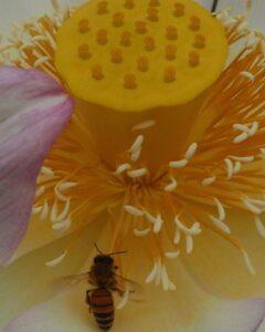 三室戸寺、ハス、6月夏の花、京都府宇治市の観光・撮影スポットの名所