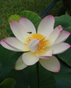 三室戸寺、ハス、6月夏の花、京都府宇治市の観光・撮影スポットの名所