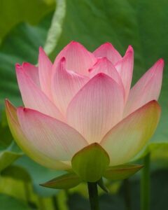 三室戸寺、ハス、6月夏の花、京都府宇治市の観光・撮影スポットの名所
