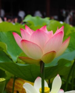 三室戸寺、ハス、6月夏の花、京都府宇治市の観光・撮影スポットの名所