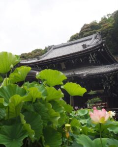 三室戸寺、ハス、6月夏の花、京都府宇治市の観光・撮影スポットの名所