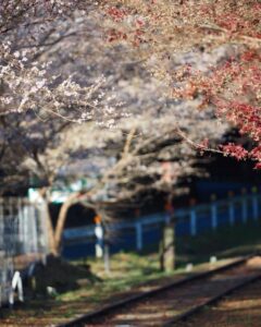 三河広瀬駅 ・紅葉・四季桜、11月秋、愛知県豊田市の観光・撮影スポットの名所