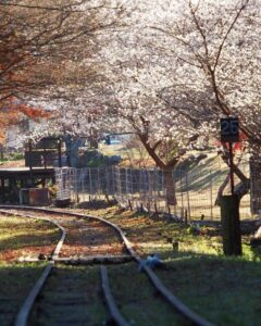 三河広瀬駅 ・紅葉・四季桜、11月秋、愛知県豊田市の観光・撮影スポットの名所