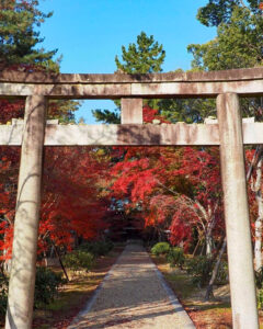 仁和寺 、紅葉、日本庭園、11月秋、京都府京都市の観光・撮影スポットの名所