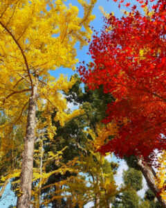 仁和寺 、紅葉、日本庭園、11月秋、京都府京都市の観光・撮影スポットの名所