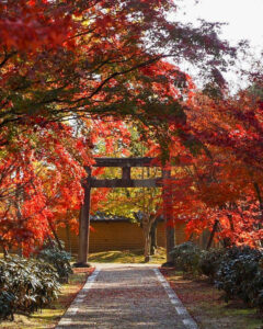 仁和寺 、紅葉、日本庭園、11月秋、京都府京都市の観光・撮影スポットの名所