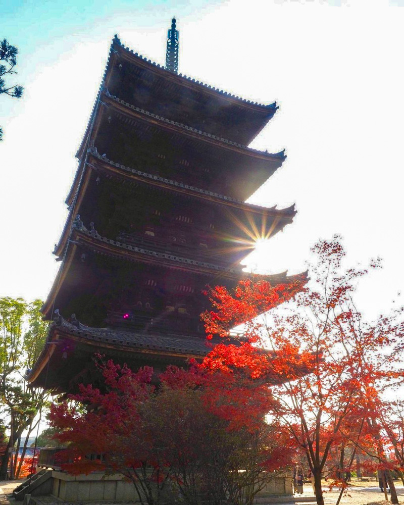 仁和寺 、紅葉、日本庭園、11月秋、京都府京都市の観光・撮影スポットの名所