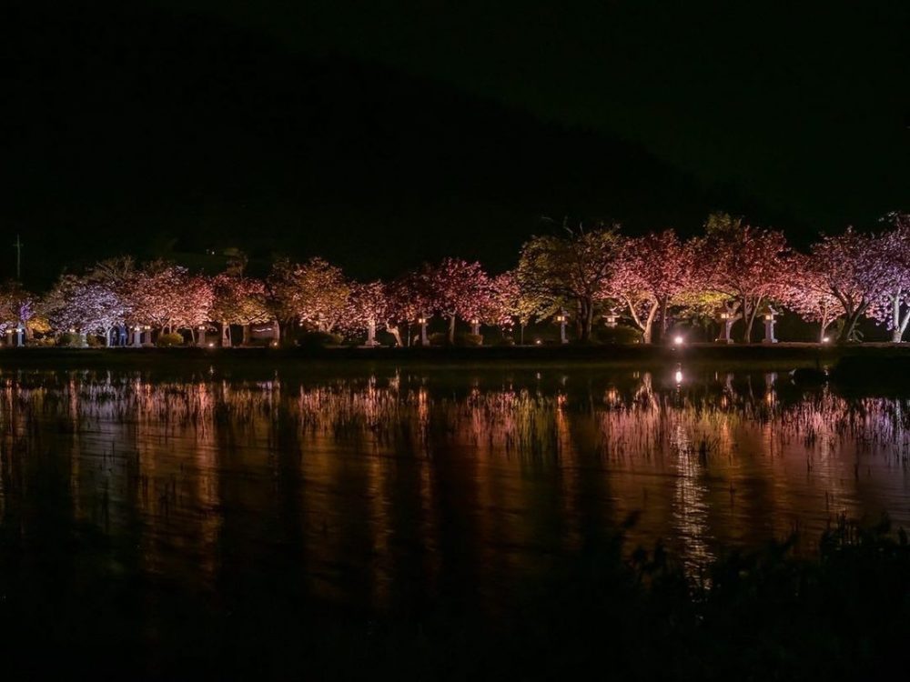 伊香具神社 、八重桜、ライトアップ、4月春の花、滋賀県長浜市の観光・撮影スポットの名所
