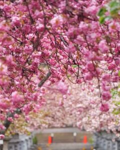 伊香具神社 、八重桜、4月春の花、滋賀県長浜市の観光・撮影スポットの名所