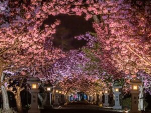 伊香具神社 、八重桜、ライトアップ、4月春の花、滋賀県長浜市の観光・撮影スポットの名所