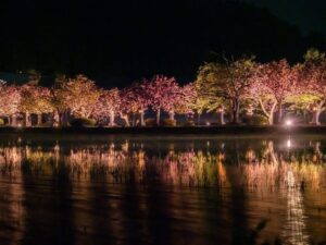 伊香具神社 、八重桜、ライトアップ、4月春の花、滋賀県長浜市の観光・撮影スポットの名所