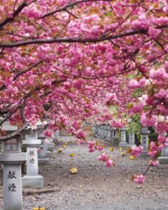 伊香具神社 、八重桜、4月春の花、滋賀県長浜市の観光・撮影スポットの名所