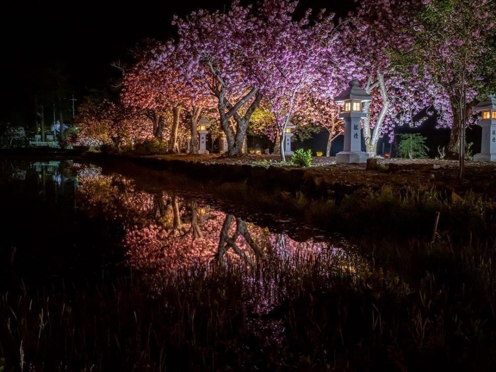 伊香具神社 、八重桜、ライトアップ、4月春の花、滋賀県長浜市の観光・撮影スポットの名所