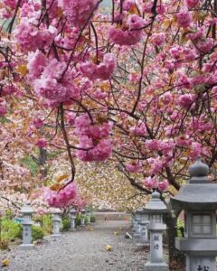 伊香具神社 、八重桜、4月春の花、滋賀県長浜市の観光・撮影スポットの名所