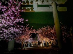伊香具神社 、八重桜、ライトアップ、4月春の花、滋賀県長浜市の観光・撮影スポットの名所