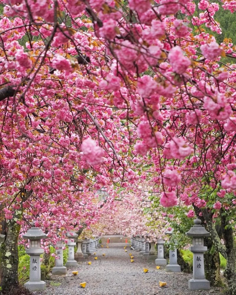 伊香具神社 、八重桜、4月春の花、滋賀県長浜市の観光・撮影スポットの名所
