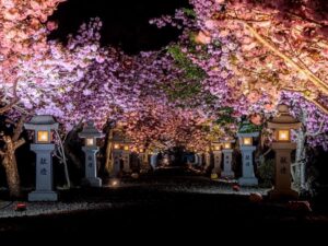 伊香具神社 、八重桜、ライトアップ、4月春の花、滋賀県長浜市の観光・撮影スポットの名所