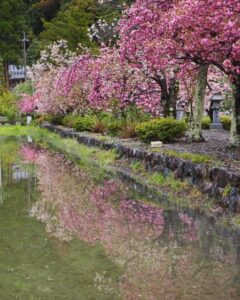 伊香具神社 、八重桜、4月春の花、滋賀県長浜市の観光・撮影スポットの名所