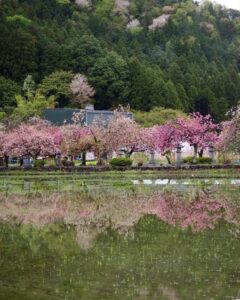 伊香具神社 、八重桜、4月春の花、滋賀県長浜市の観光・撮影スポットの名所