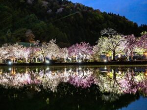 伊香具神社 、八重桜、ライトアップ、4月春の花、滋賀県長浜市の観光・撮影スポットの名所