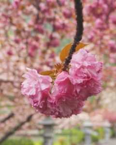 伊香具神社 、八重桜、4月春の花、滋賀県長浜市の観光・撮影スポットの名所