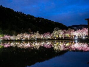 伊香具神社 、八重桜、ライトアップ、4月春の花、滋賀県長浜市の観光・撮影スポットの名所