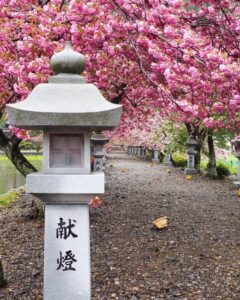 伊香具神社 、八重桜、4月春の花、滋賀県長浜市の観光・撮影スポットの名所