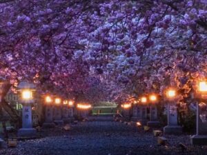 伊香具神社 、八重桜、ライトアップ、4月春の花、滋賀県長浜市の観光・撮影スポットの名所