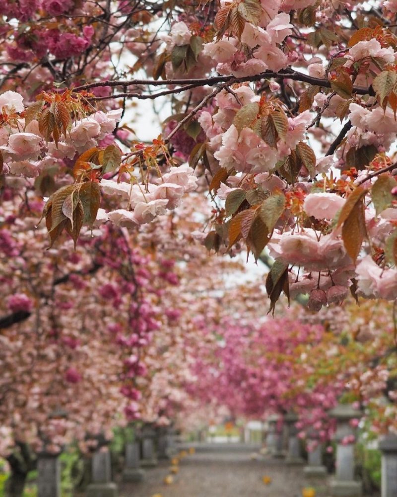 伊香具神社 、八重桜、4月春の花、滋賀県長浜市の観光・撮影スポットの名所