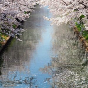 伏見十石舟、桜巡り、屋形船、4月春京都府京都市の観光・撮影スポットの名所